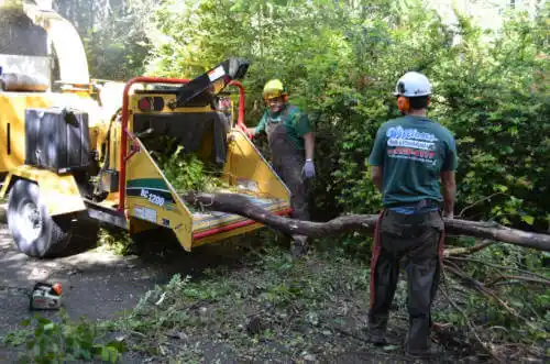 tree services Pittsboro